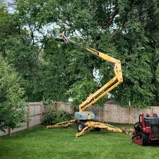 Best Hedge Trimming  in Dacula, GA