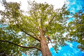 Dacula, GA Tree Services Company