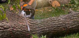 Best Pest Control for Lawns  in Dacula, GA