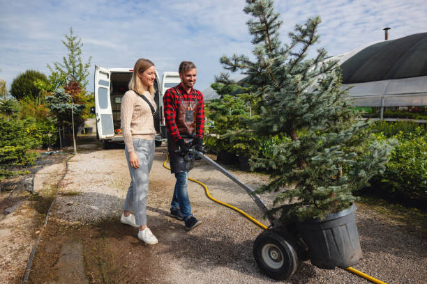 How Our Tree Care Process Works  in  Dacula, GA