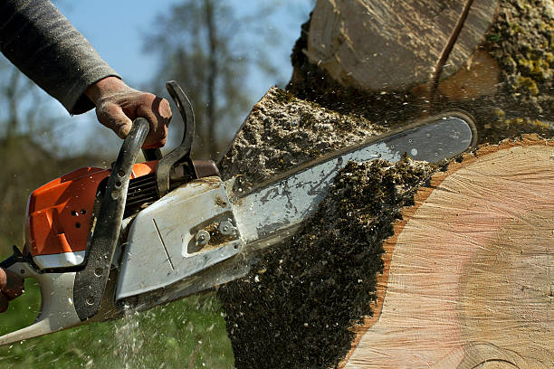 Best Storm Damage Tree Cleanup  in Dacula, GA