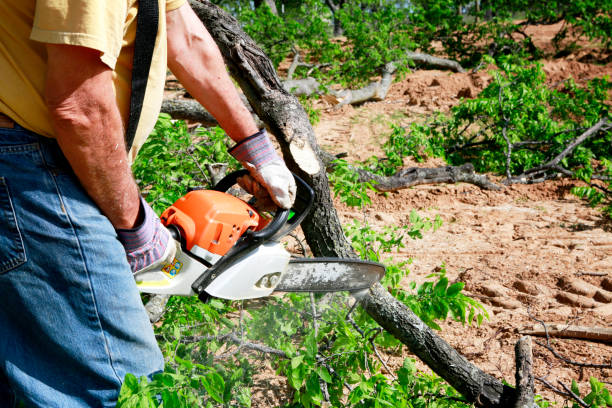 Best Weed Control  in Dacula, GA